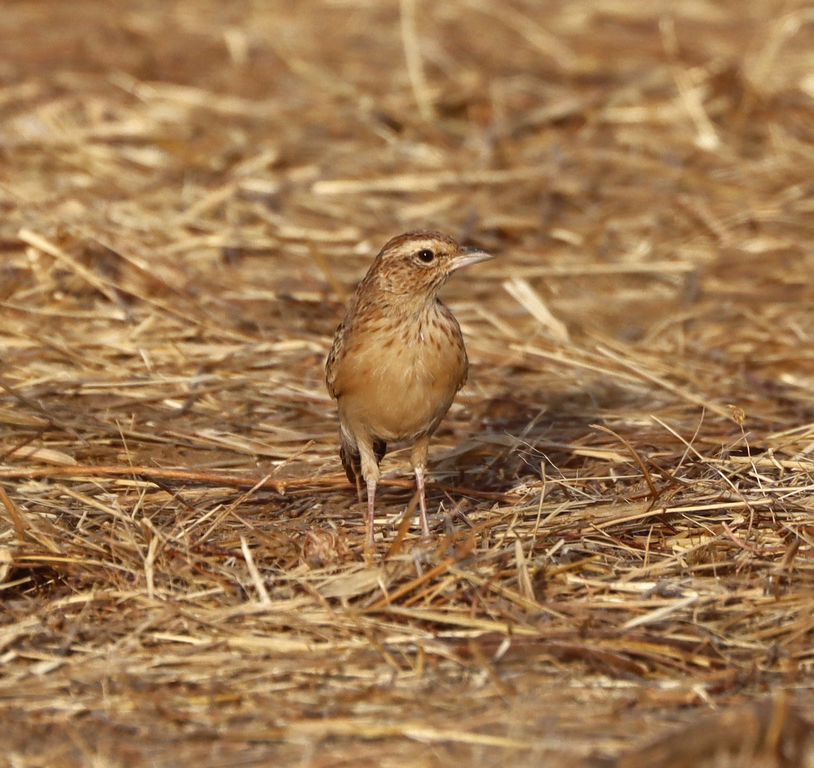 A small brown bird, closer to the camera with a pale chest, whiter eye stripe and pointed beak.
